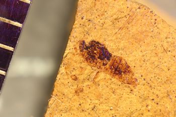 Media type: image;   Entomology PALE-1478